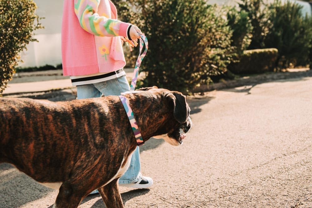 Coleira para Cães e Gatos Mor Geo Rosa Modelo 60020086 11 Coleira para Cães e Gatos Mor Geo Rosa Modelo 60020086 - Imagem 11