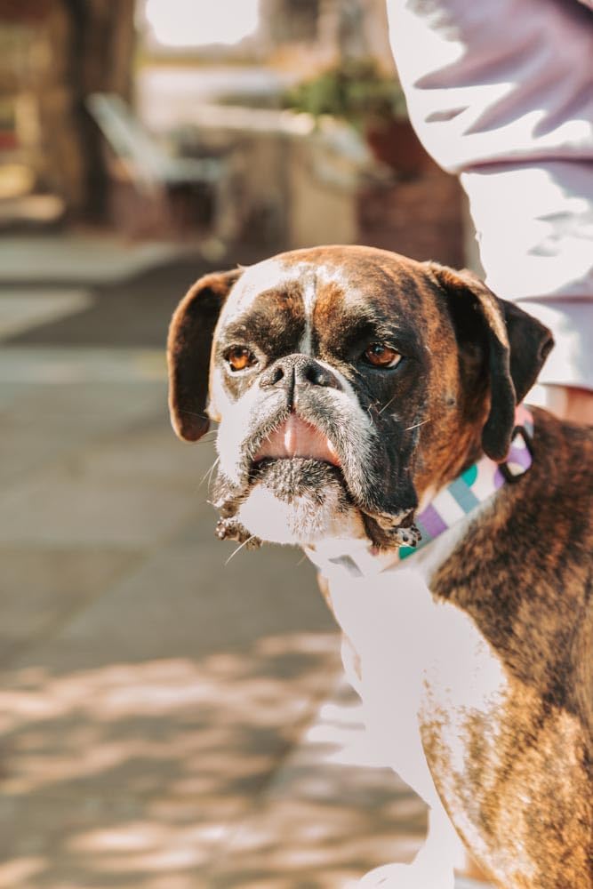 Coleira para Cães e Gatos Mor Geo Rosa Modelo 60020086 9 Coleira para Cães e Gatos Mor Geo Rosa Modelo 60020086 - Imagem 9