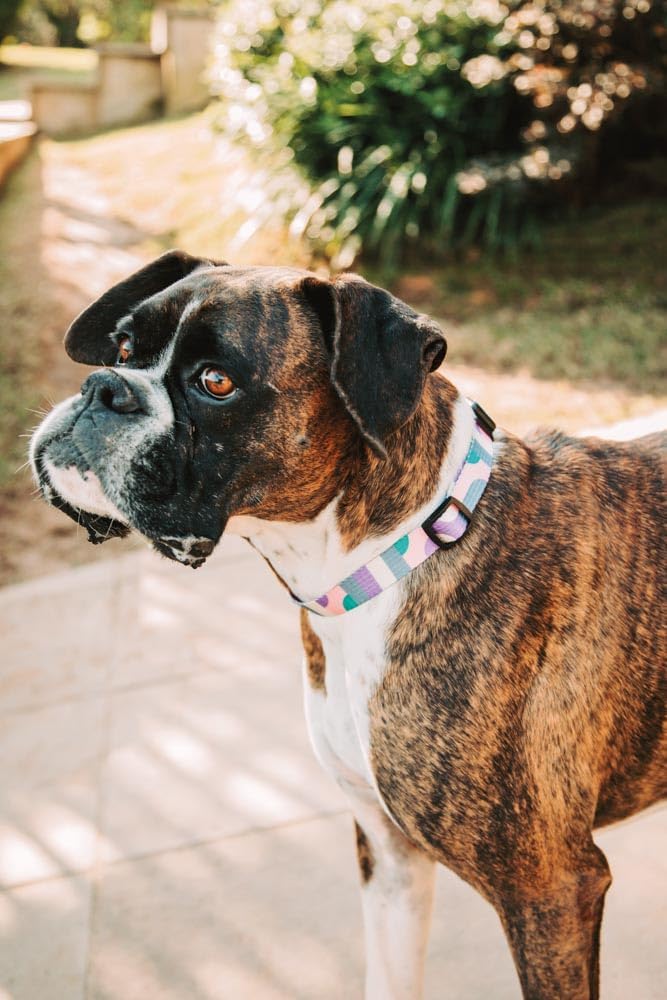 Coleira para Cães e Gatos Mor Geo Rosa Modelo 60020086 10 Coleira para Cães e Gatos Mor Geo Rosa Modelo 60020086 - Imagem 10