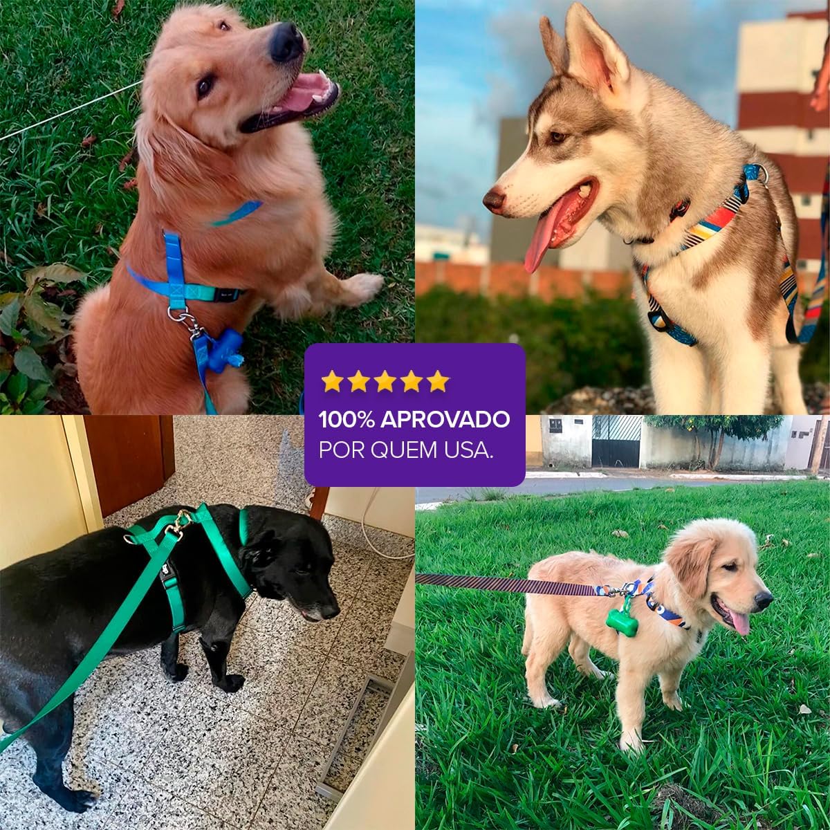 Coleira Peitoral com Guia Basic Pet Tradicional para Cães Grande 7 Coleira Peitoral com Guia Basic Pet Tradicional para Cães Grande - Imagem 7